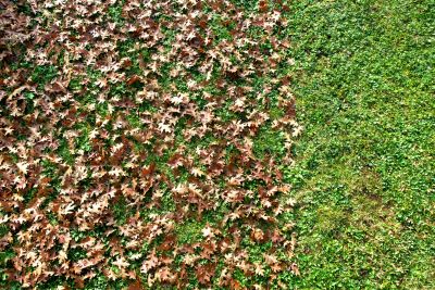 Lawn Damage from Leaves