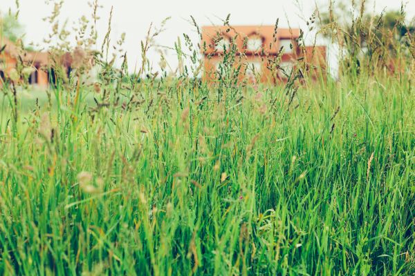 Cost of Tall Grass Cutting in Delray Beach