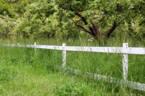 Cost of Fence Line Trimming in Delray Beach