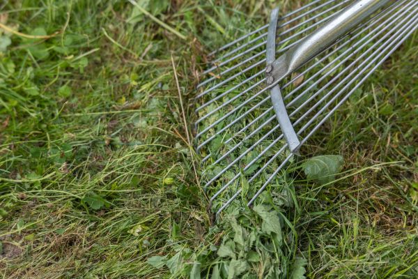 Thatch Raking in Delray Beach